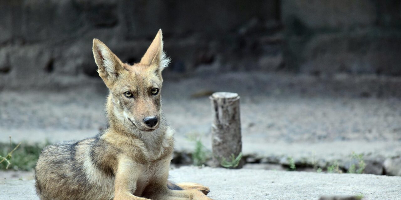 Tulsa Police Report Coyote Attack at Elementary School in east Tulsa