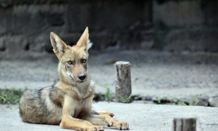 Tulsa Police Report Coyote Attack at Elementary School in east Tulsa