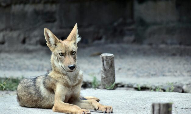 Tulsa Police Report Coyote Attack at Elementary School in east Tulsa