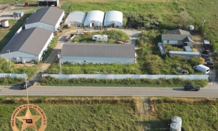 OBN Seizes More Than 7,000 Marijuana Plants During Okmulgee County Investigation