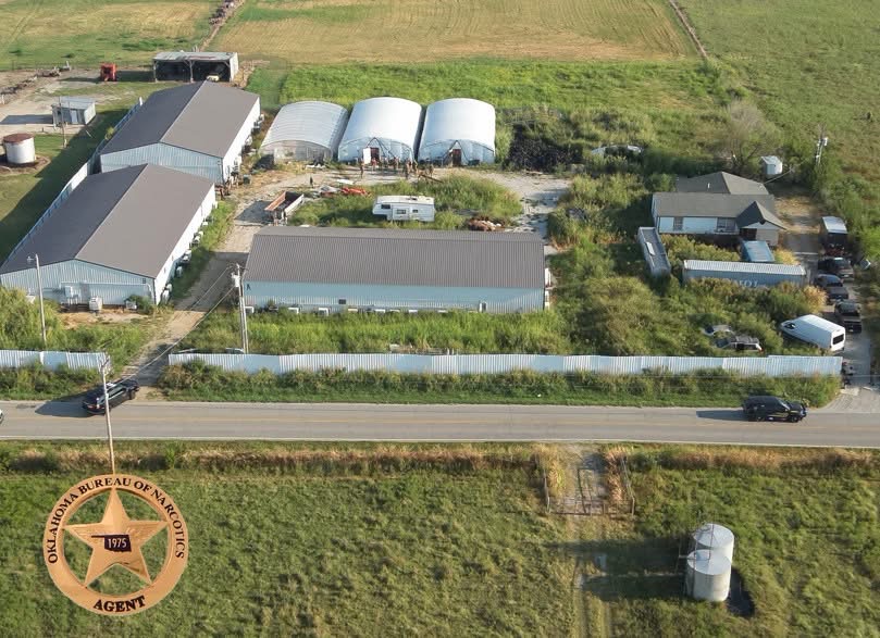 OBN Seizes More Than 7,000 Marijuana Plants During Okmulgee County Investigation